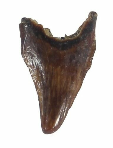 Avisaurus (Bird Lizard) Tooth - Hell Creek Formation #44946